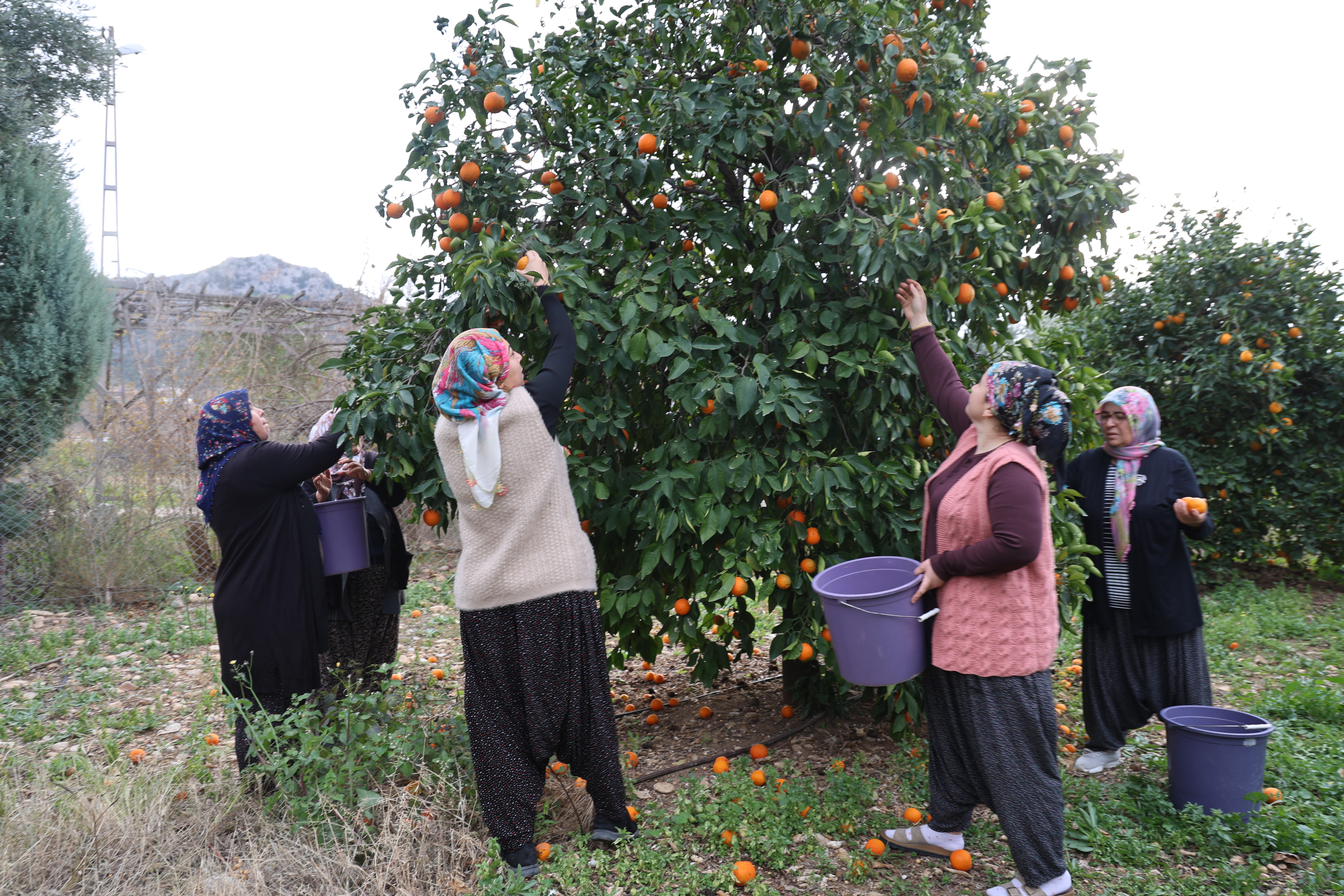 Dalında 5 TL olan turunç, kadınların elinde kara kazanda değer kazandı