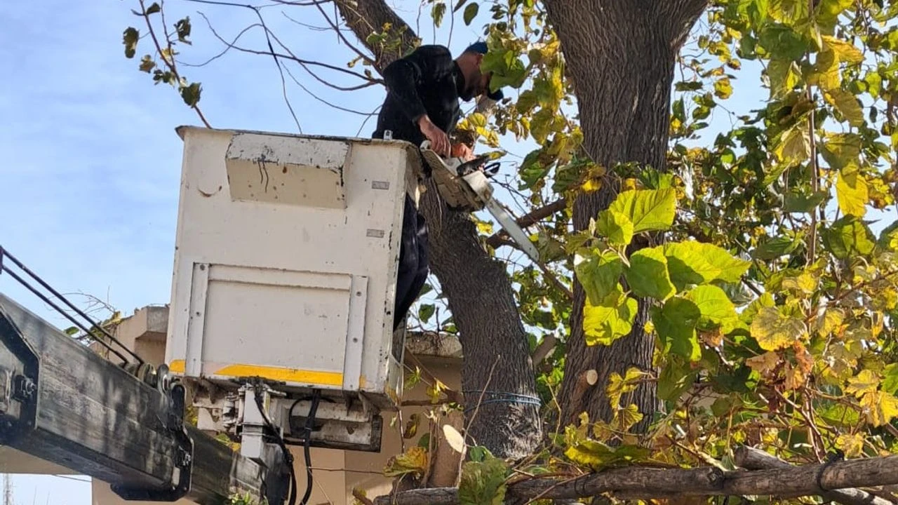 Karataş’ta ağaç budama çalışmalarıyla olası tehlikeler önleniyor