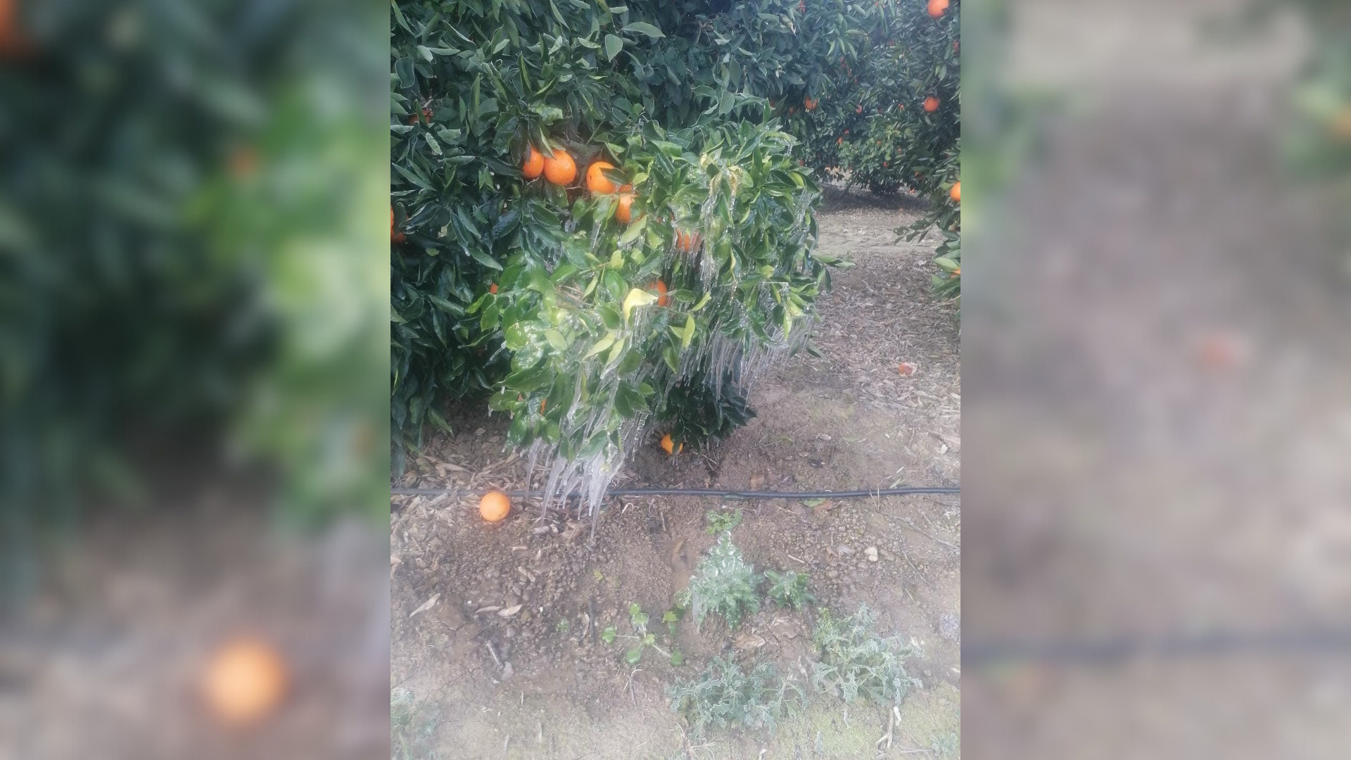 Adana'da portakal ağaçları buz tuttu