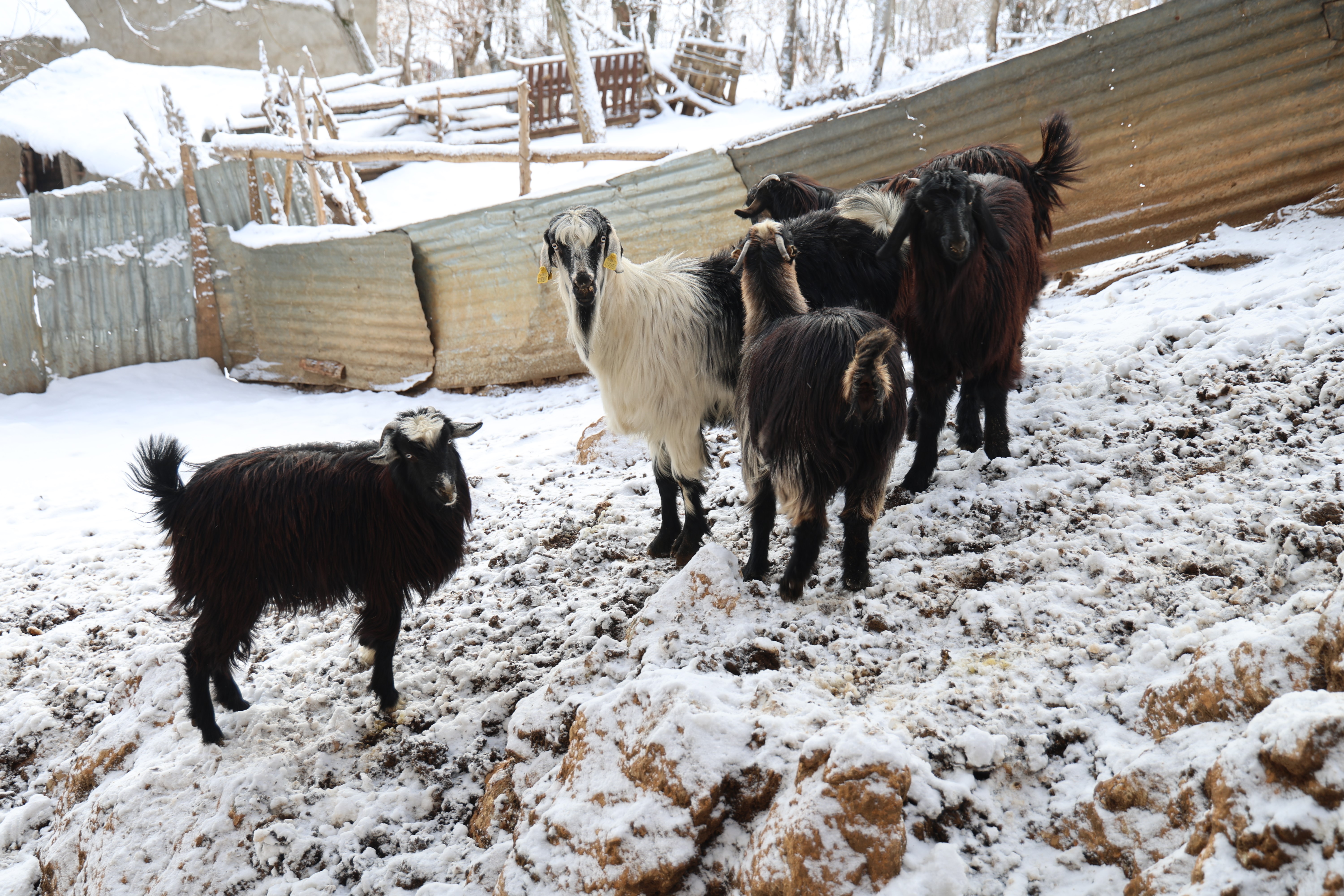 Hayvan üreticilerinin kurtlarla başı dertte