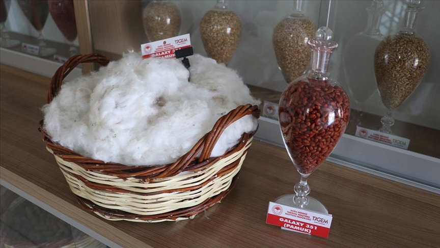 Adana’da lif kalitesi yüksek yeni pamuk çeşidi çiftçinin kullanımına sunuldu