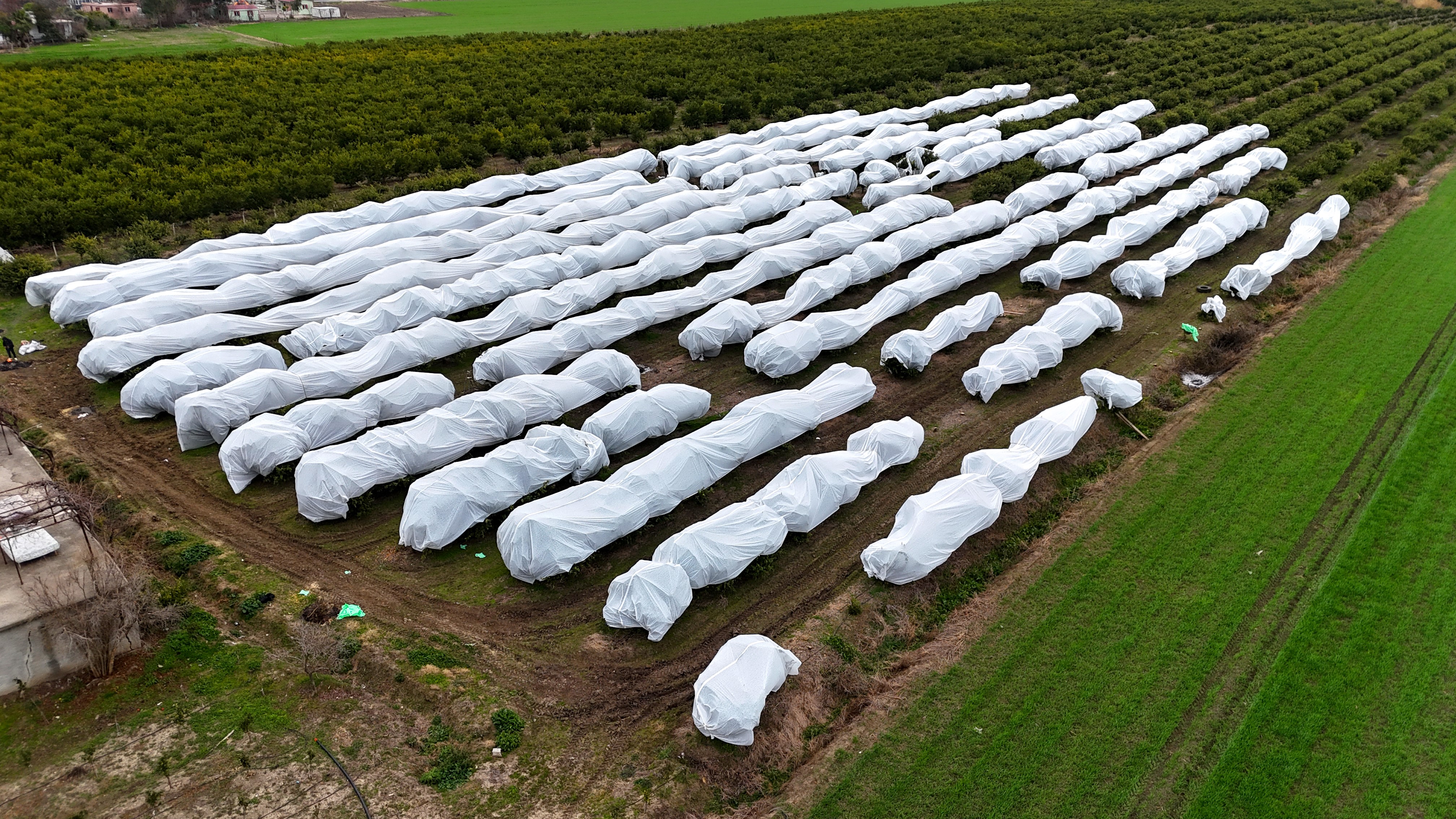 Çukurova çiftçisinden zirai don önlemi: 15 dönüm limon ağacı fileyle örtüldü