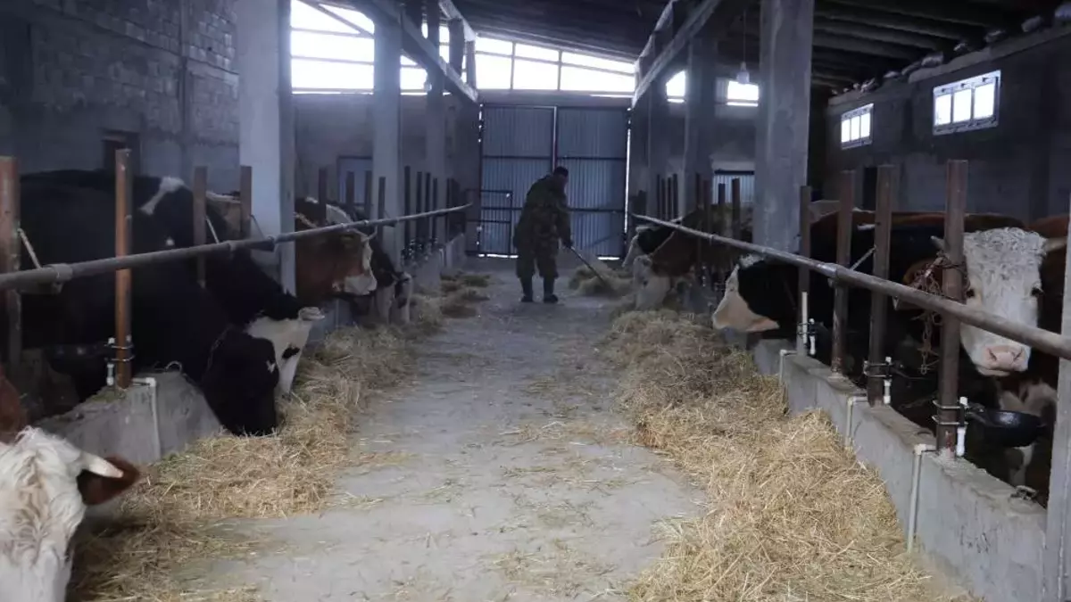 Adana'nın yeni sorunu oldu! Hayvan üreticilerinin başı dertte