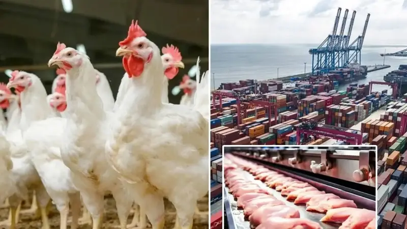 Tavuk ürünleri ihracatı yarından itibaren durdurulacak