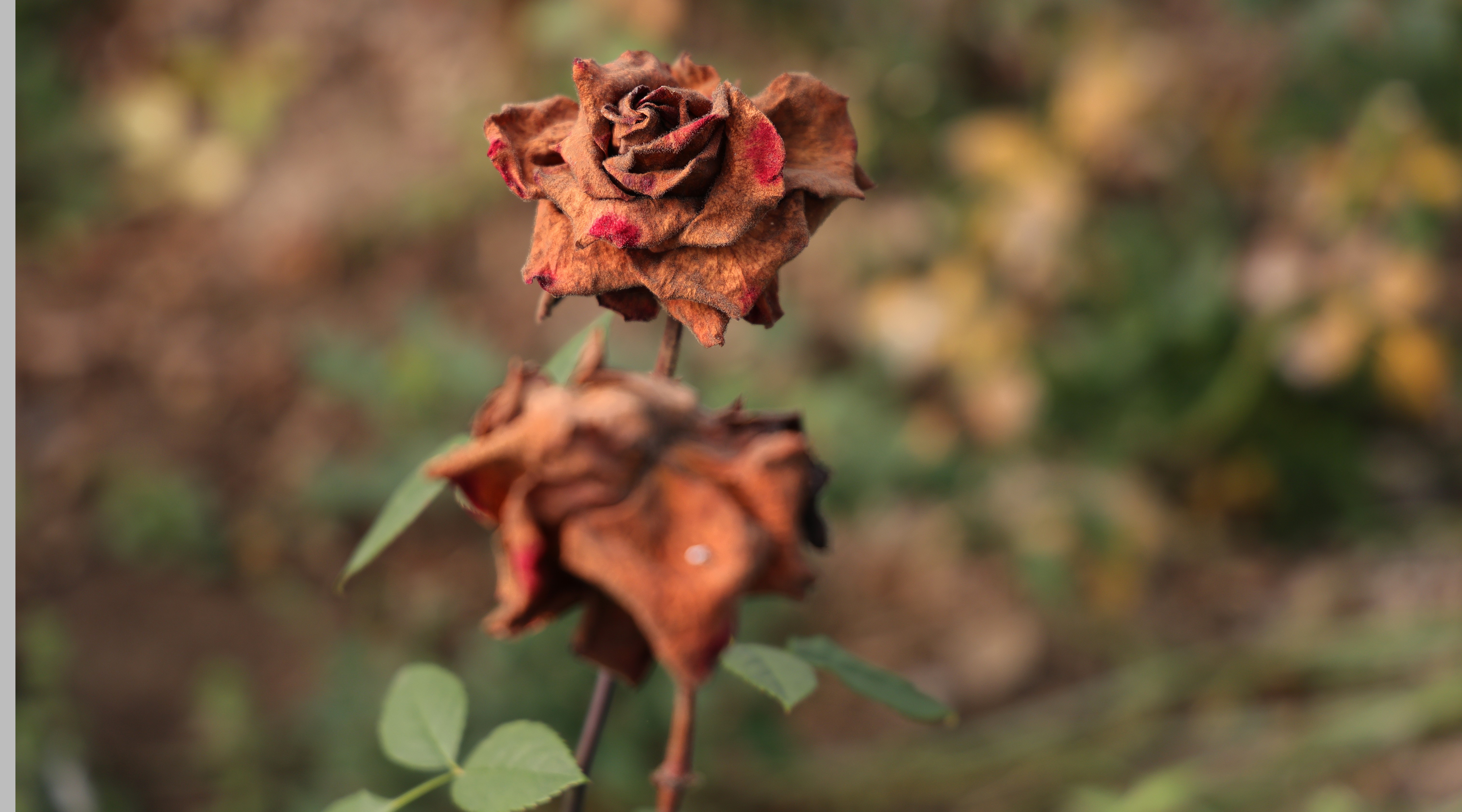 Adana’da zirai don gül üretimini vurdu; Sevgililer Günü öncesi fiyatlar arttı