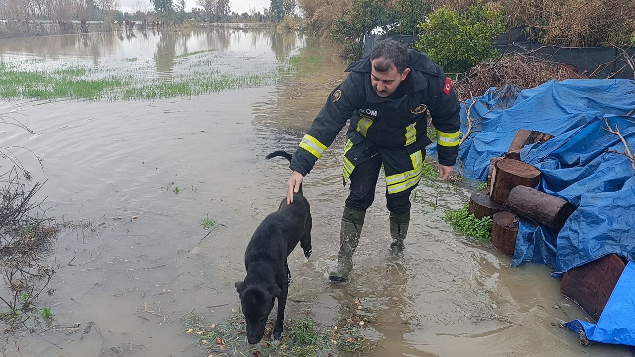 Selde mahsur kalan köpeği AKOM ekipleri kurtardı