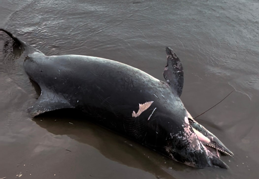 Adana'nın Karataş ilçesinde ölü yunus sahile vurdu