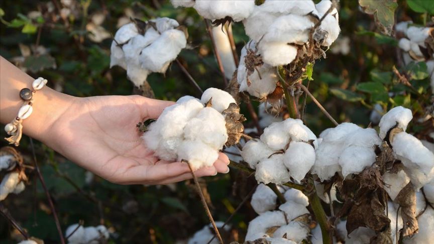 Pamukta alarm: Adana’da ekim alanı 7 yılda yüzde 70 daraldı