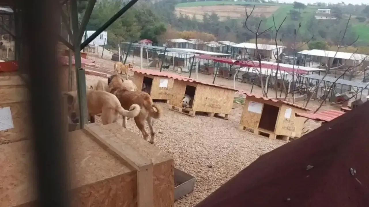 Adana’da sokak hayvanlarına anlamlı destek: Kulübeler barınaklara teslim edildi