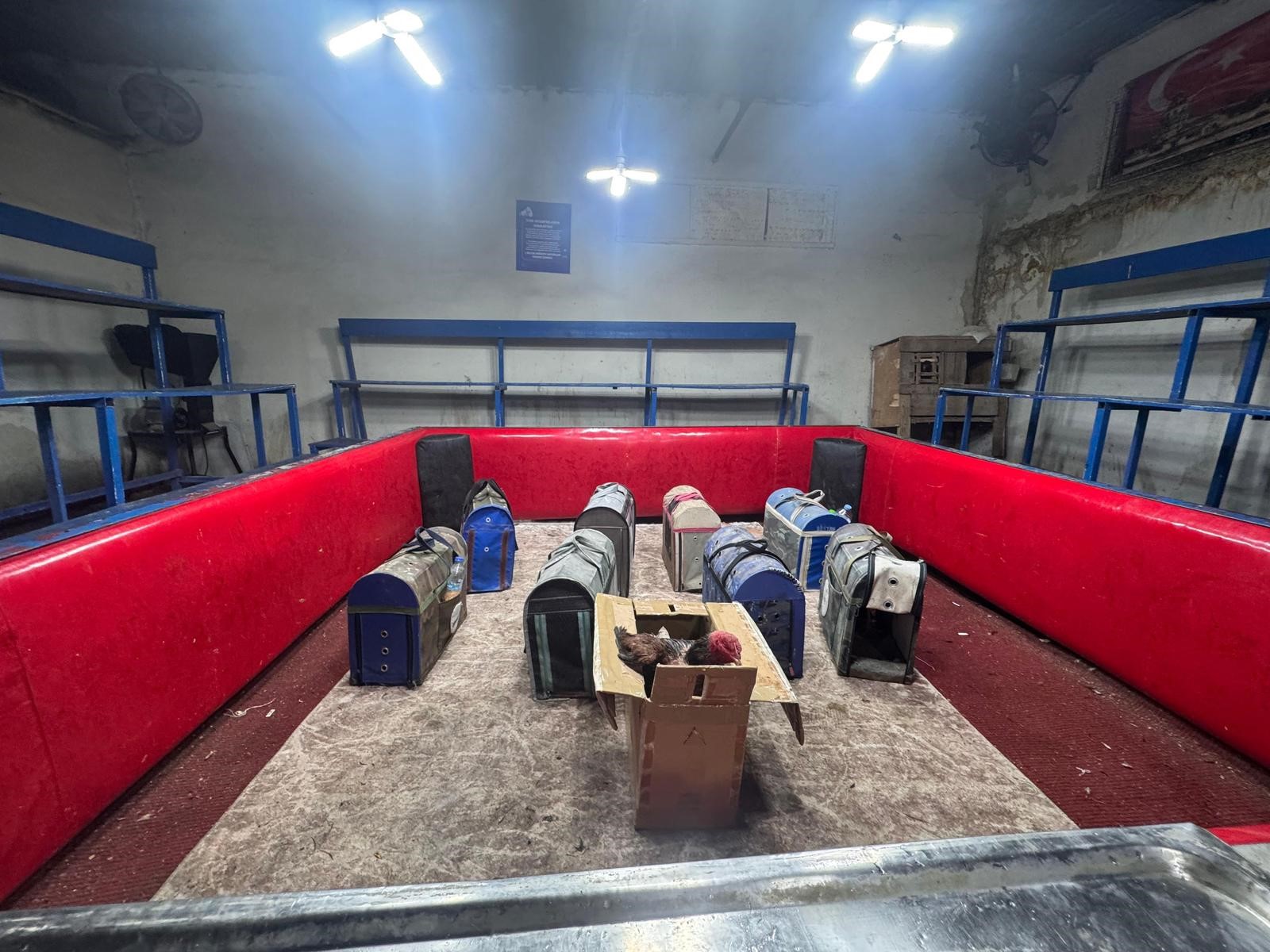 Polis, temizlik işçisi kılığına girerek horoz dövüşünü ortaya çıkardı