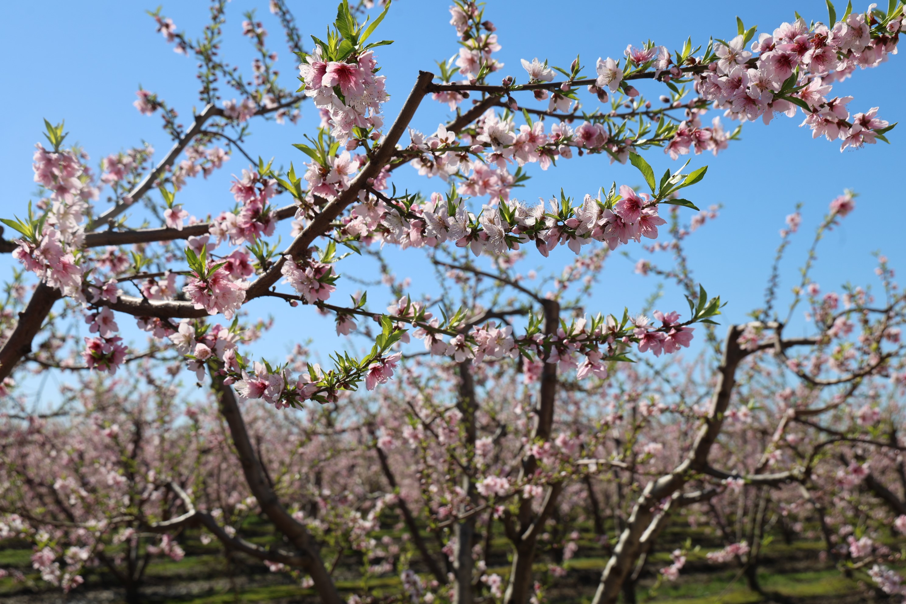 Adana'da şeftali ağaçları çiçek açtı