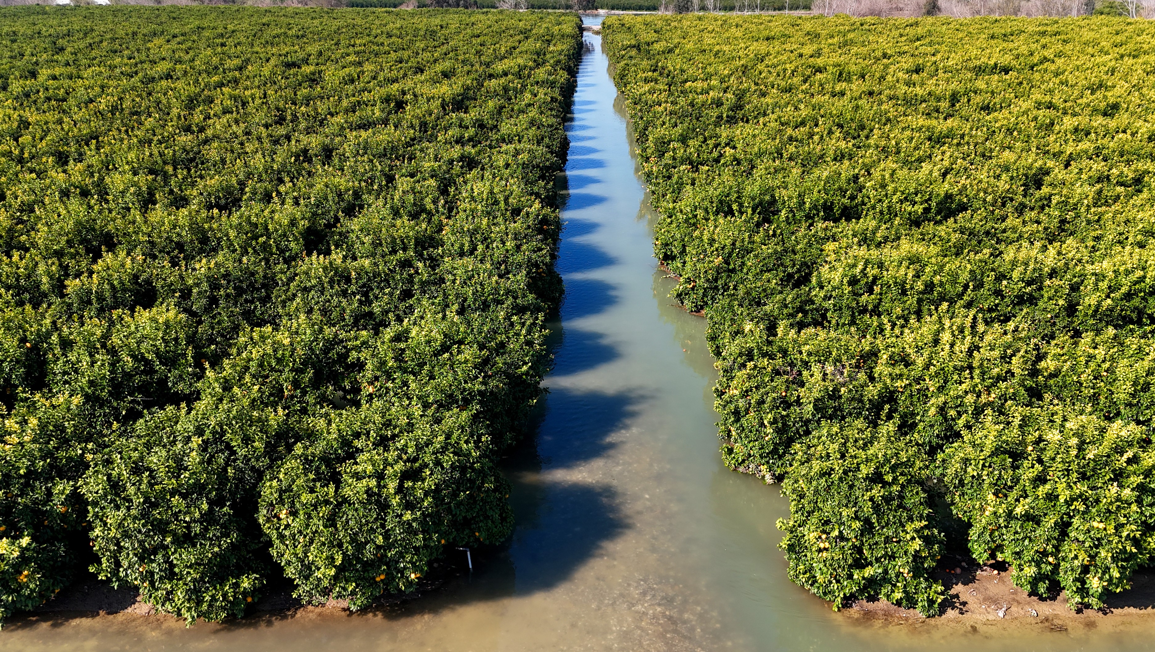 Adana'da sel suları tarım arazilerini sular altında bıraktı