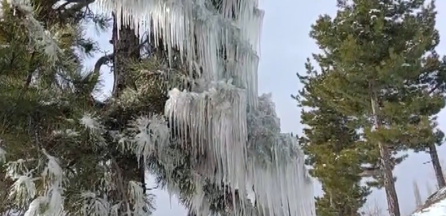 Kışın çetin şartları doğada şölen sundu