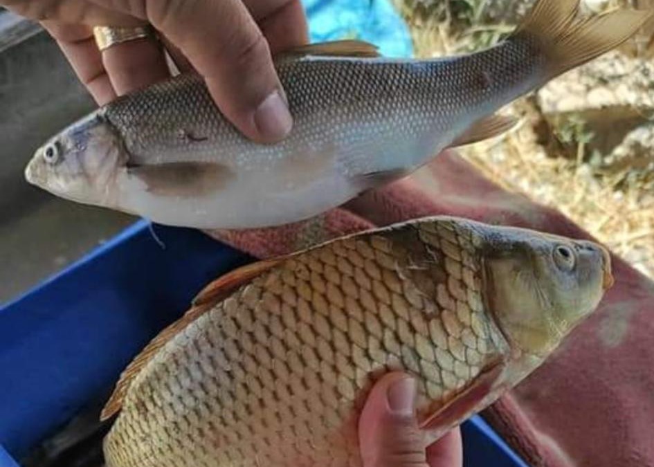 Adana’da sazangiller için 3 aylık av yasağı