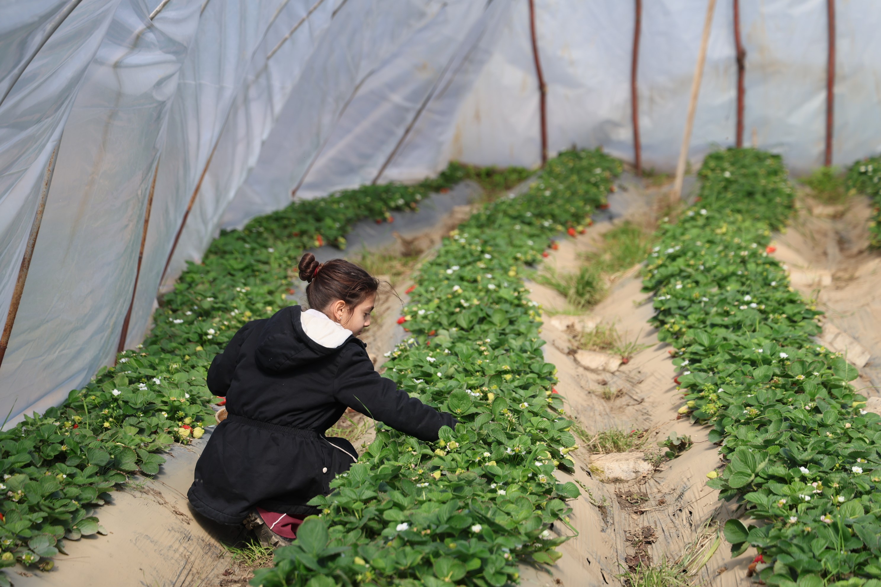 Narenciyeden umduğunu bulamayan üretici çileğe yöneldi