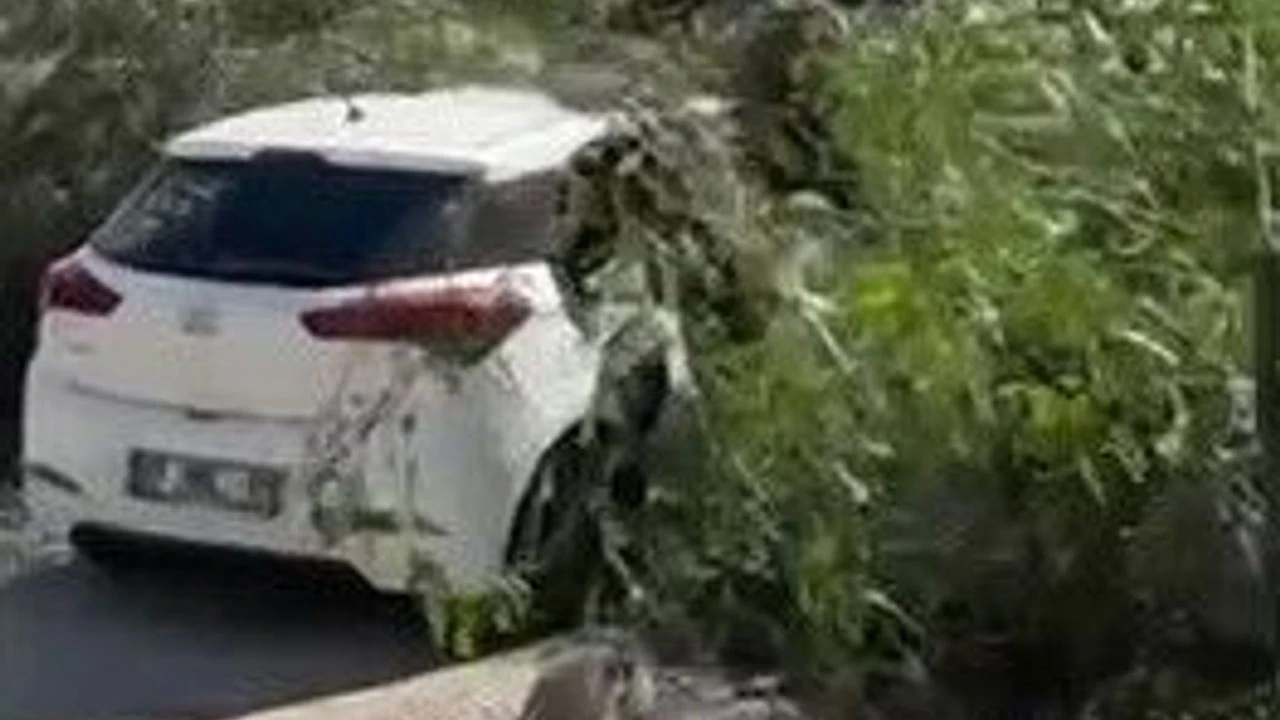 Adana'da şiddetli rüzgar ağaçları devirdi