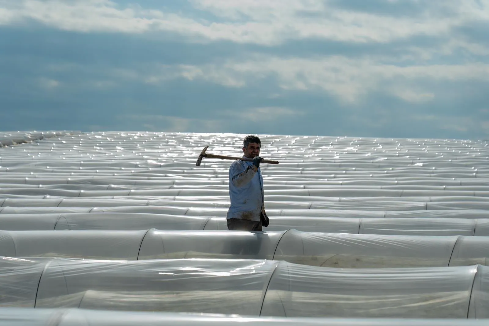 Adana’da erkenci karpuz üretimi başladı