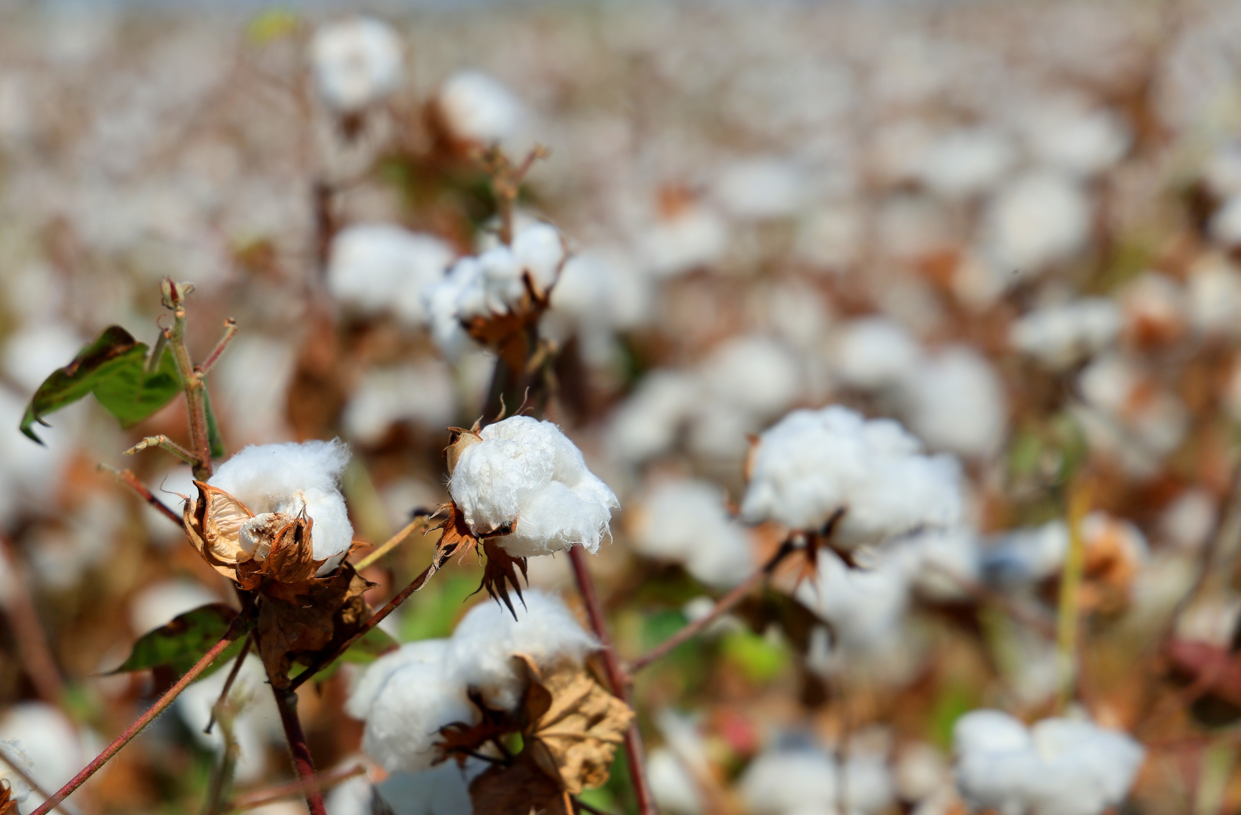 Adana’da pamuk üreticilerine pembekurt uyarısı