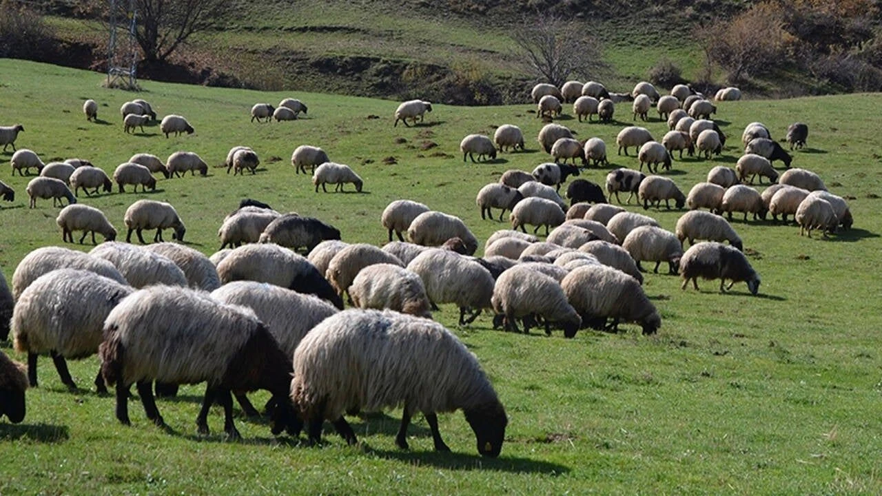 Adana'da hayvancılık yapmak için gerekli belgeler: Arazi kullanımı ve tarımsal destekler
