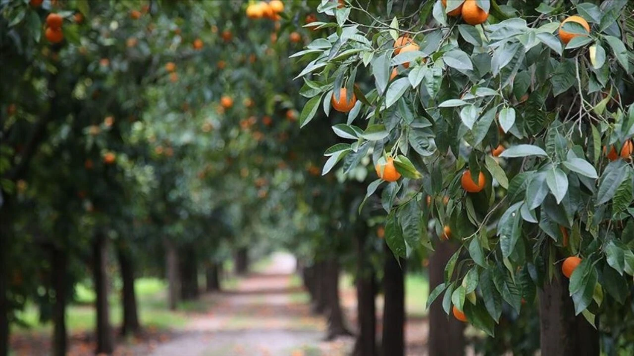 Adana'da turunçgil üretiminde yeni dönem