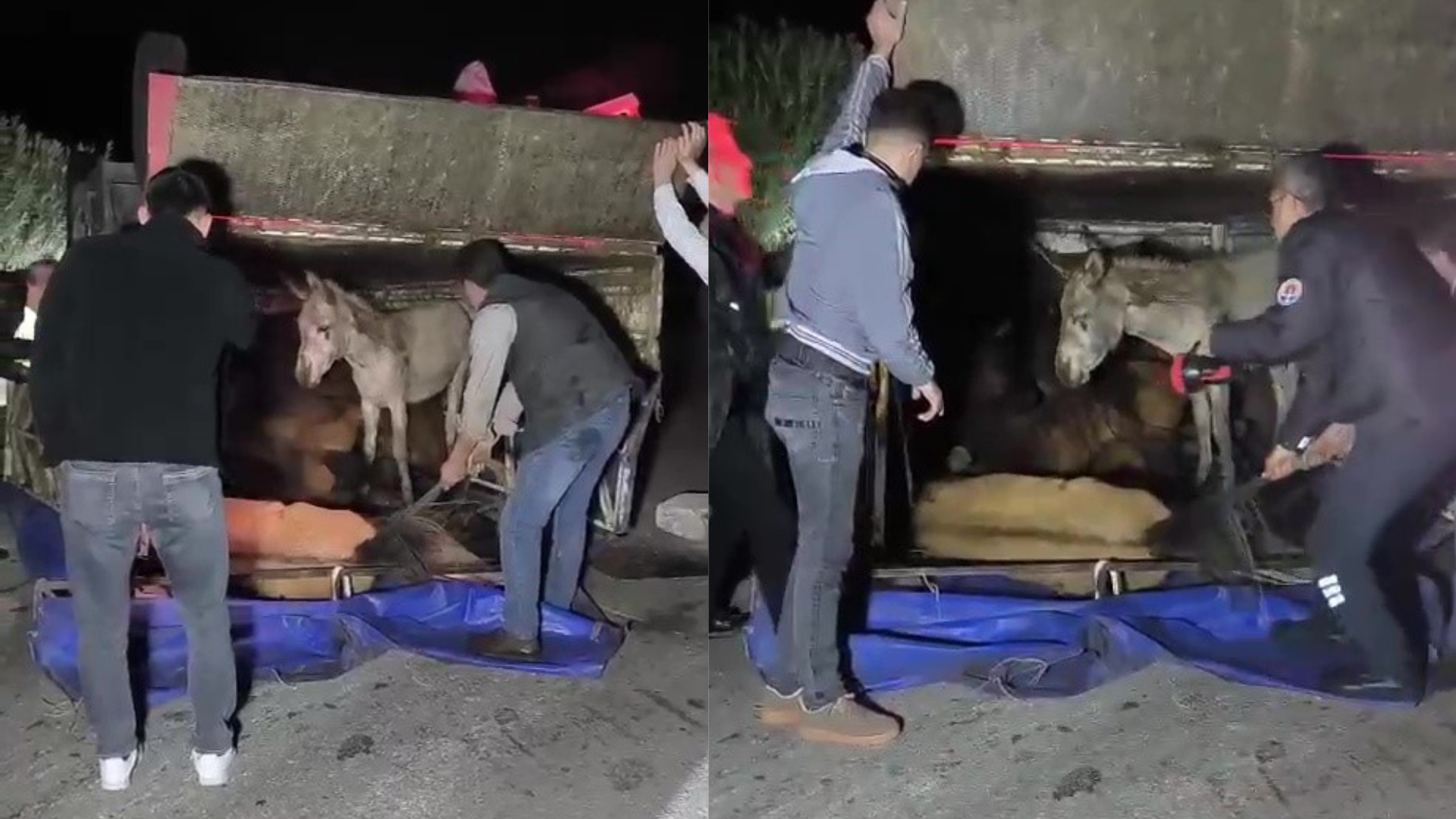 Adana’da kasası eşek dolu kamyonet yola devrildi