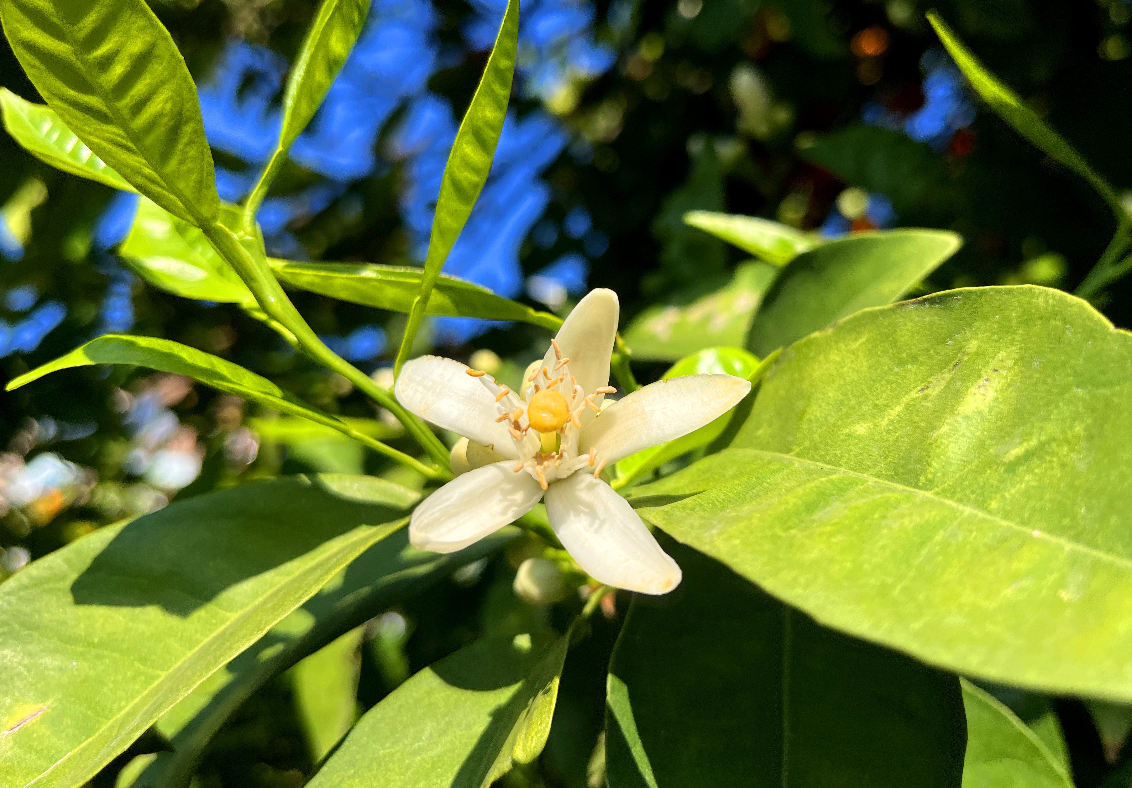 Adana'da portakal çiçeği kokusu kenti sardı