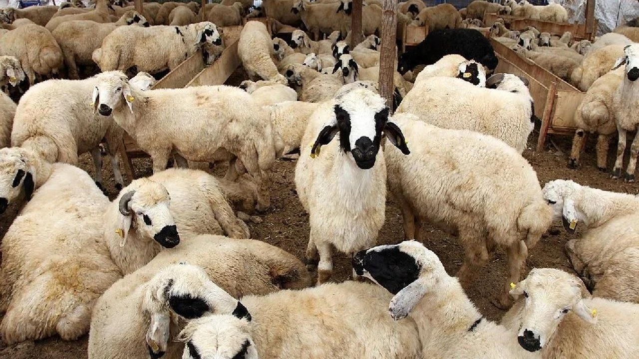Kurbanlık fiyatları ne kadar olacak? İşte açıklanan ilk rakamlar