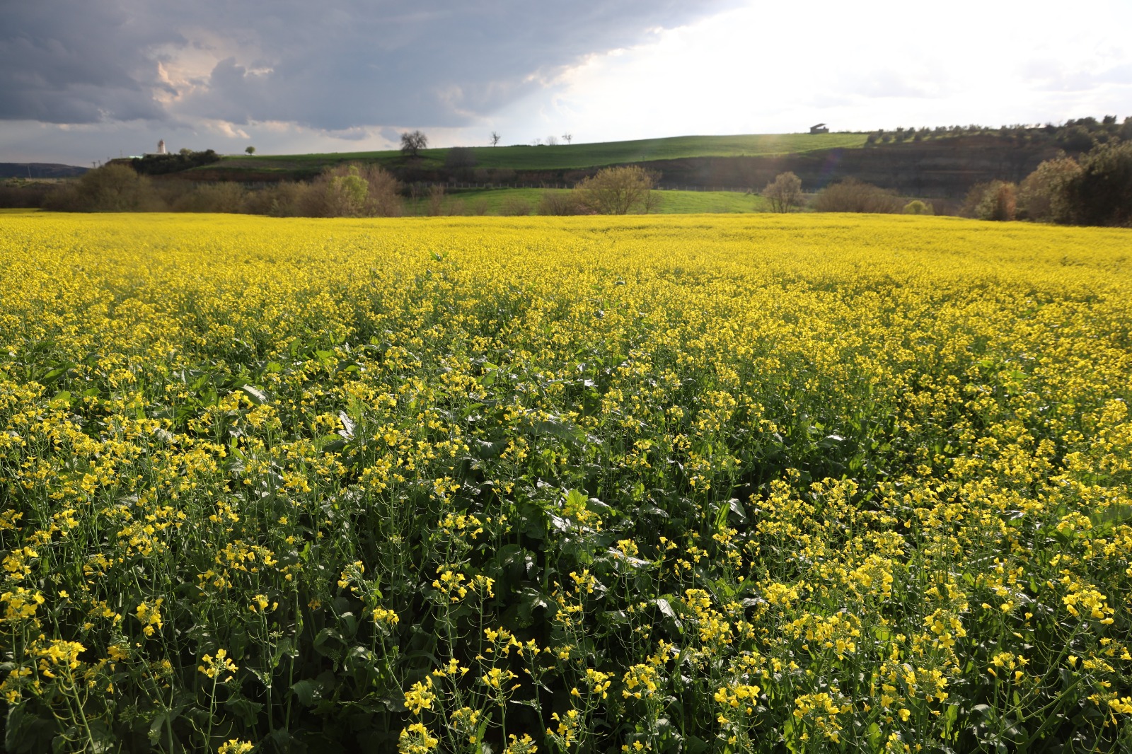 Devlet destekli kanola üretimi Adanalı çiftçinin yüzünü güldürdü