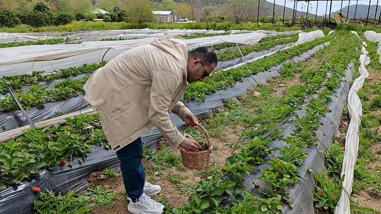 Hasadı çiftçi değil, vatandaş yaptı