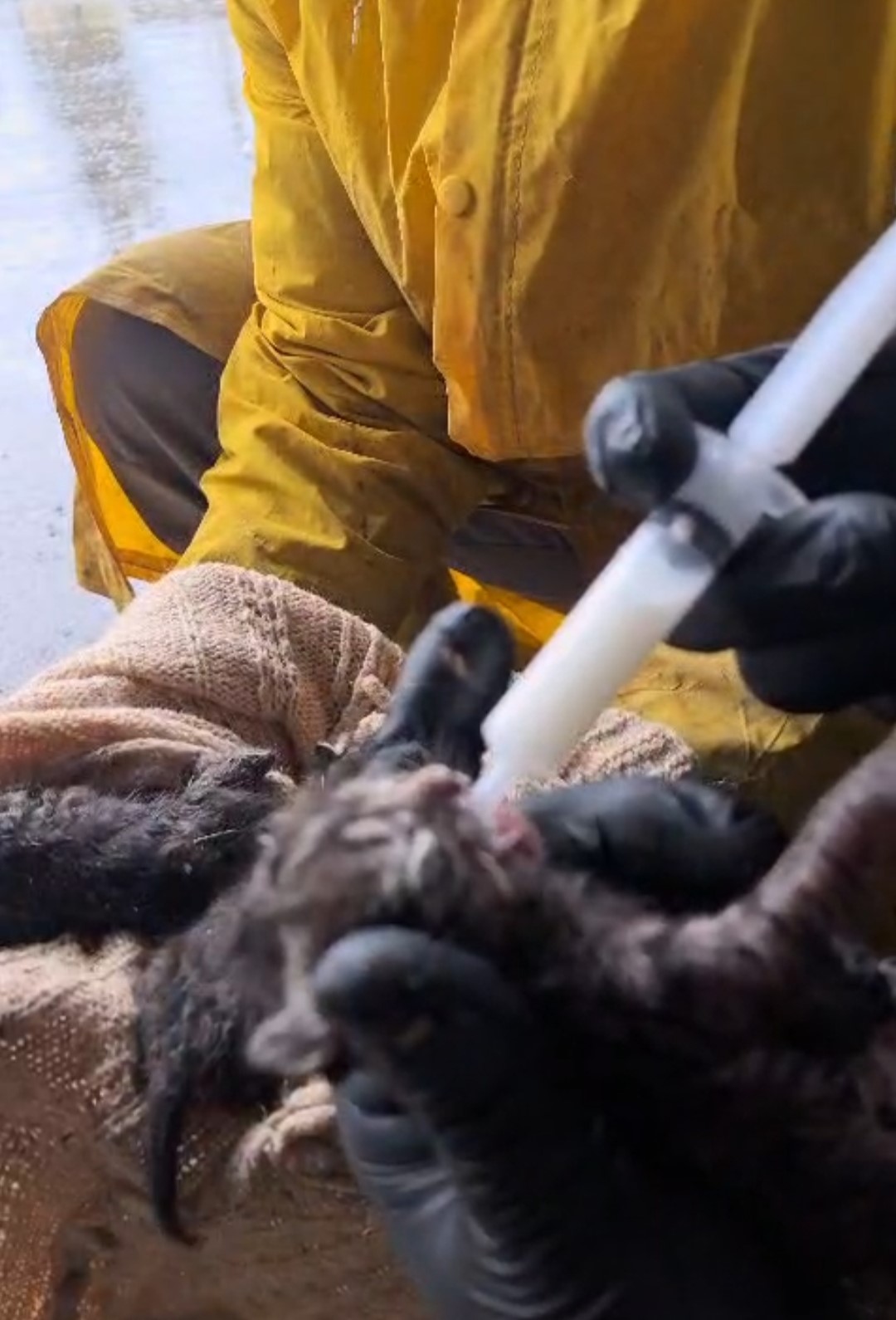 Temizlik işçilerinin dikkati, yavru kedileri ölümden kurtardı