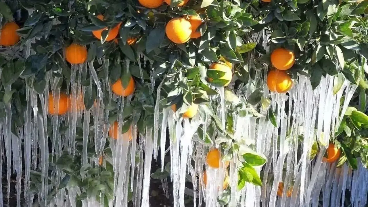 Adana’da zirai don riski: Çiftçilere kritik uyarı