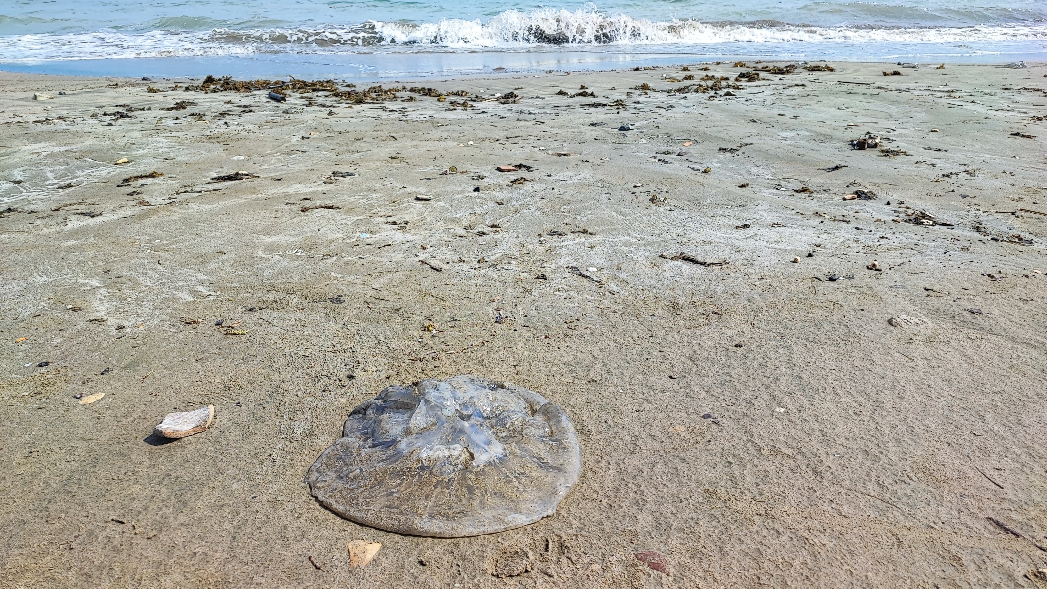 Yumurtalık sahilini denizanaları sardı