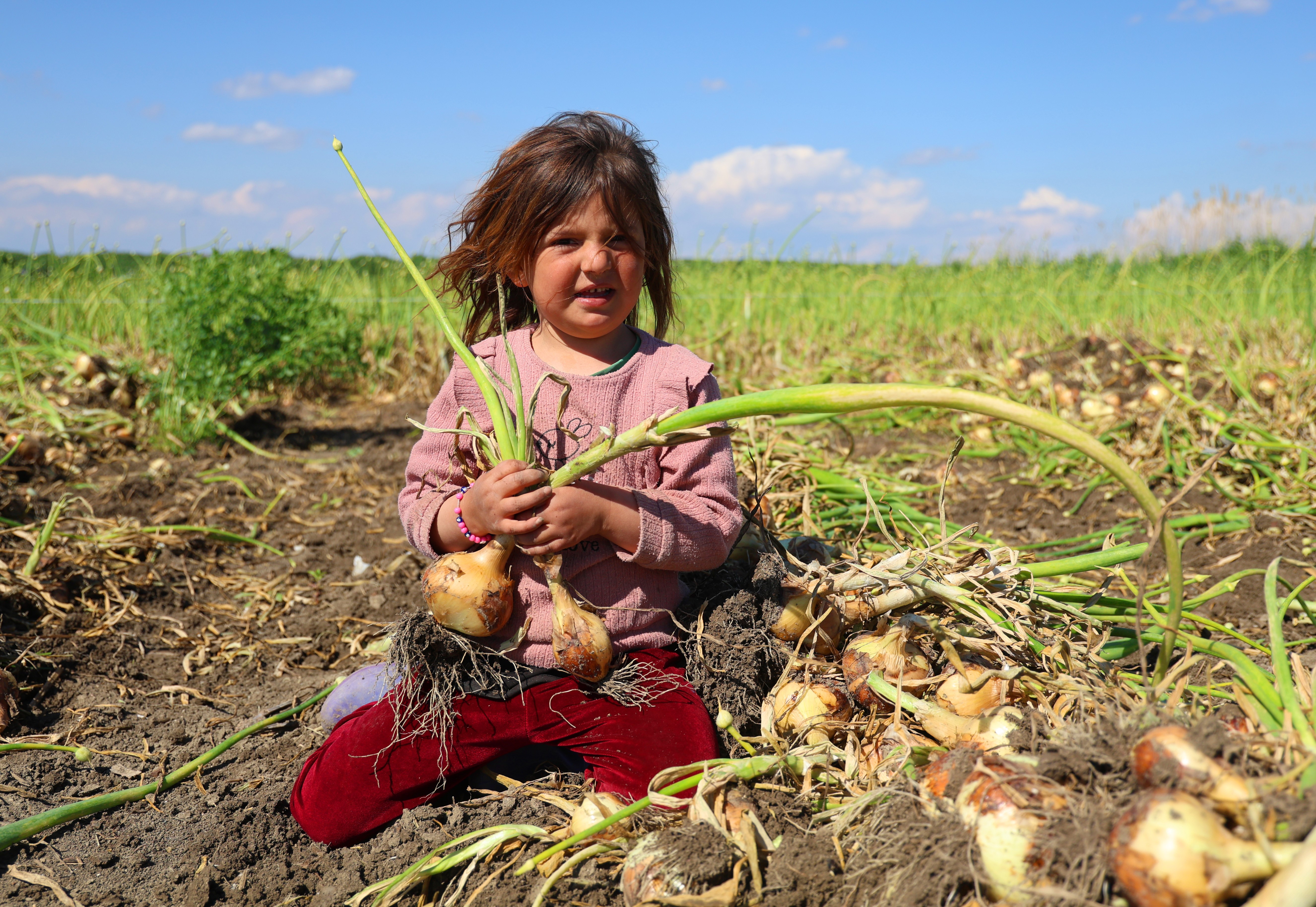 Turfanda soğanda hasat başladı, fiyatı arz-talep belirleyecek