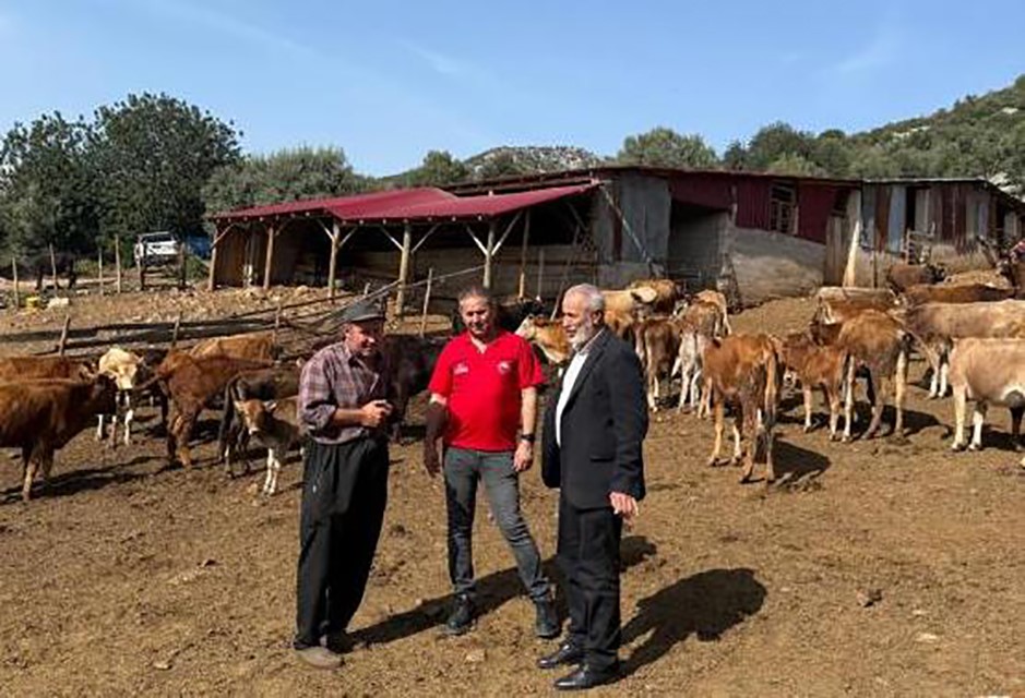 Adana'da "Güney Sarısı" bereketi: Yerli ırk üreticinin yüzünü güldürüyor