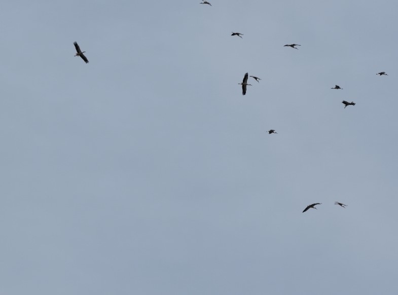 Kozan semalarında leyleklerin göç yolculuğu mest etti