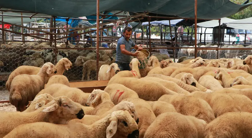 Adana’da kurbanlık fiyatlarıyla ilgili uyarı