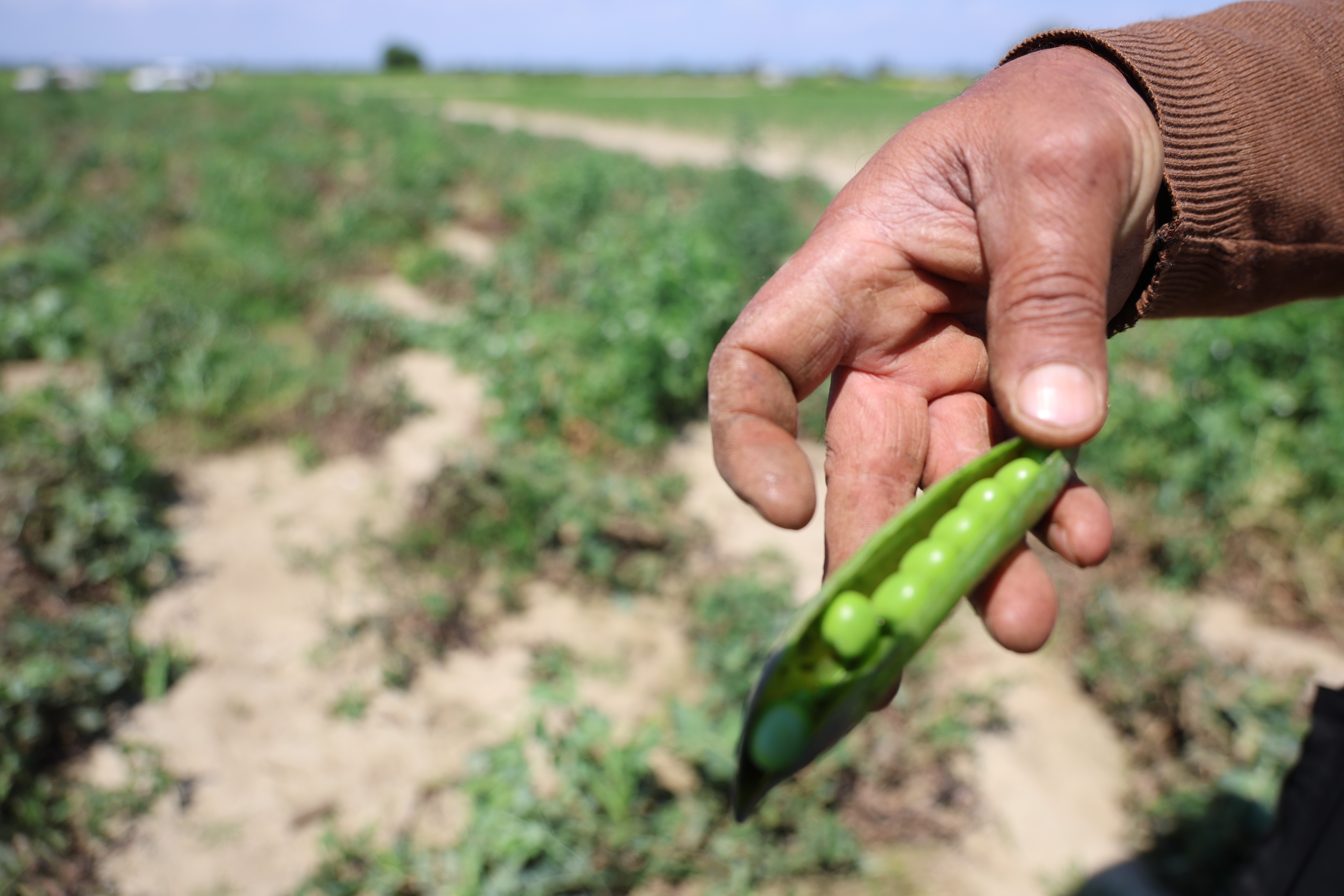 Kozan bezelyesi görünümüyle Karadeniz hamsisine benzetildi