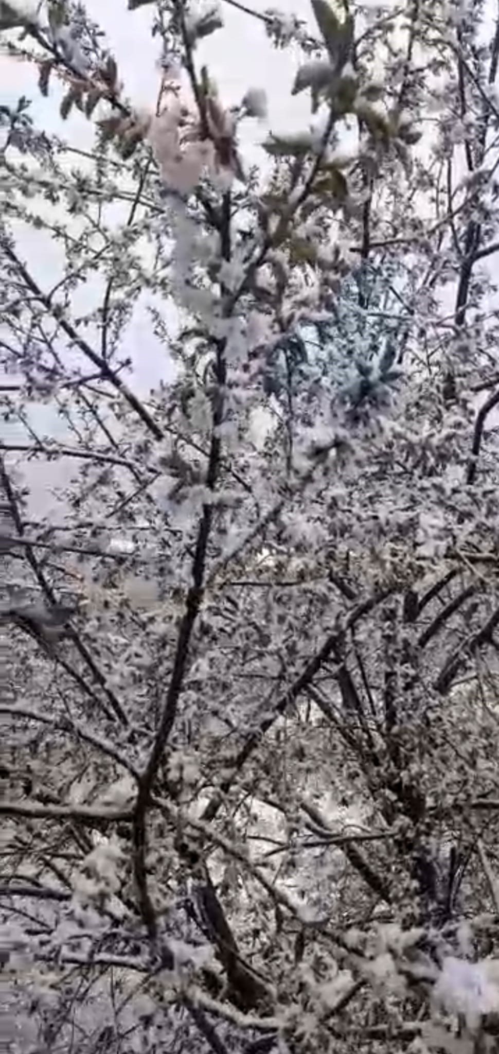 Adana’da kiraz çiçekleri karla kaplandı