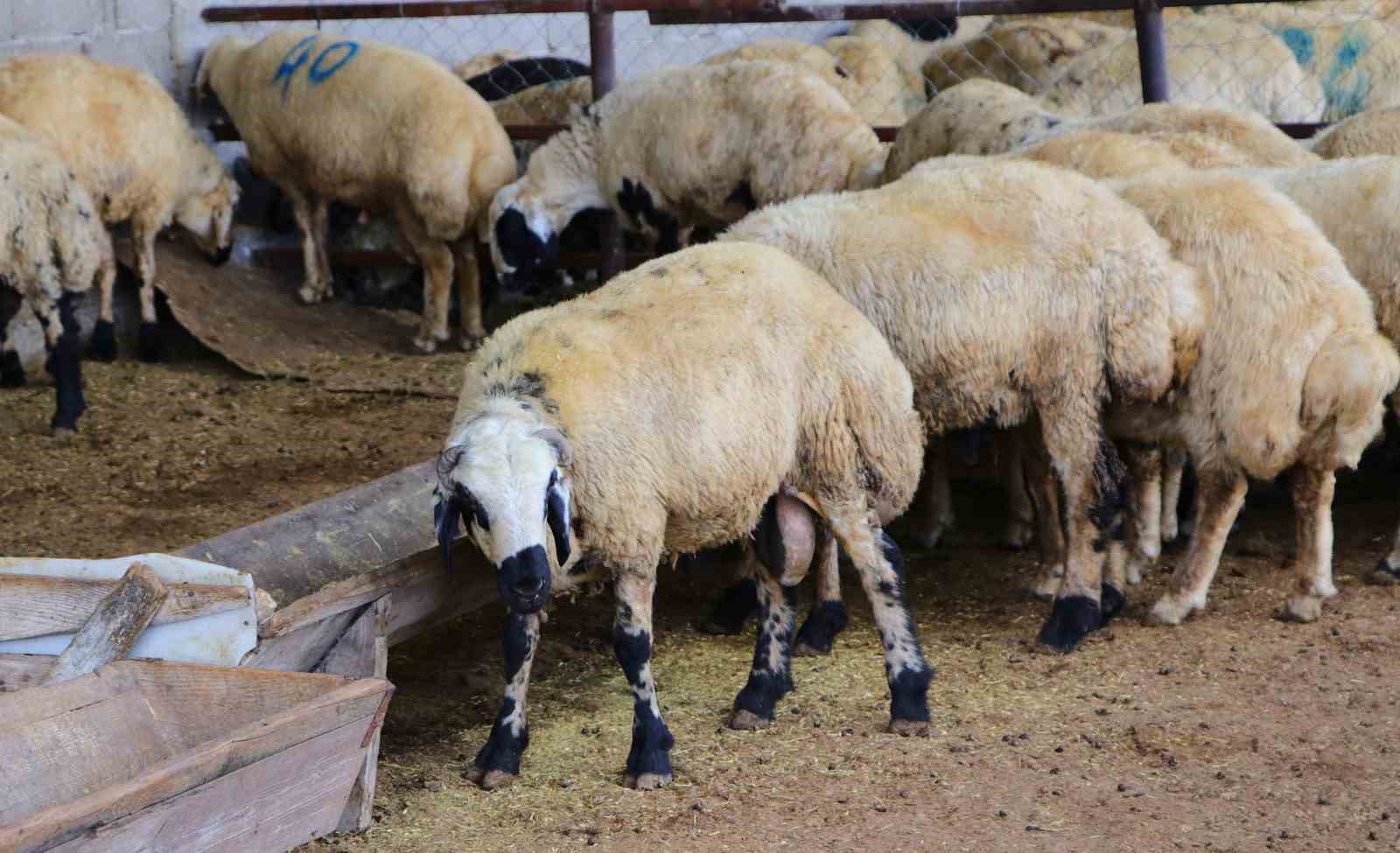 Adana’da küçükbaş kurbanlık fiyatları belli oldu