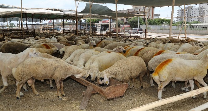 Yüreğir’de kurban kesim ve satış noktaları açıklandı