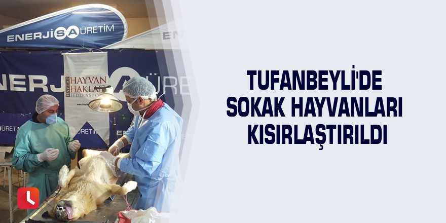 Tufanbeyli'de sokak hayvanları kısırlaştırıldı