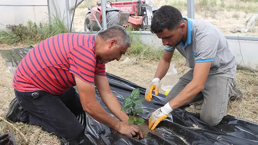 Adana’da ilk kahve deneme üretimi başladı
