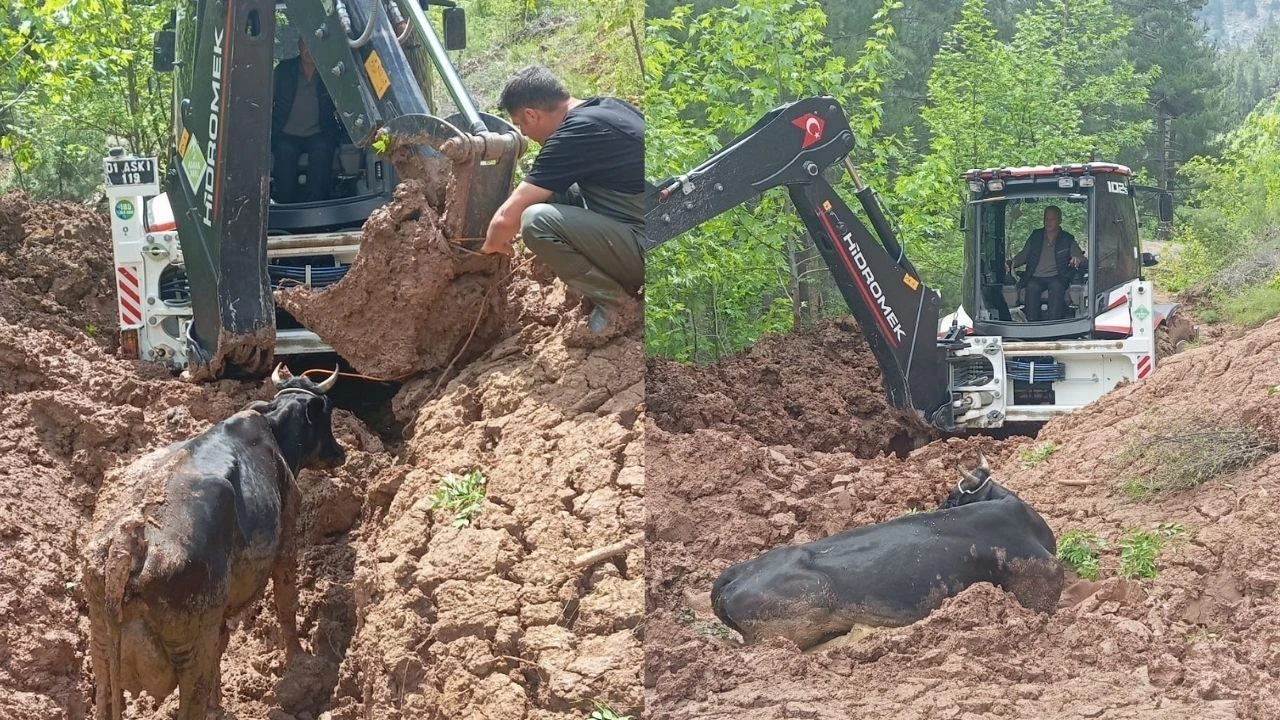 Pozantı’da çamura saplanan inek iş makinesiyle çıkarıldı