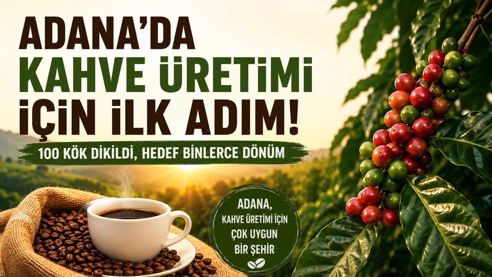 Adana’da kahve üretimi için ilk adım: 100 kök dikildi, hedef binlerce dönüm