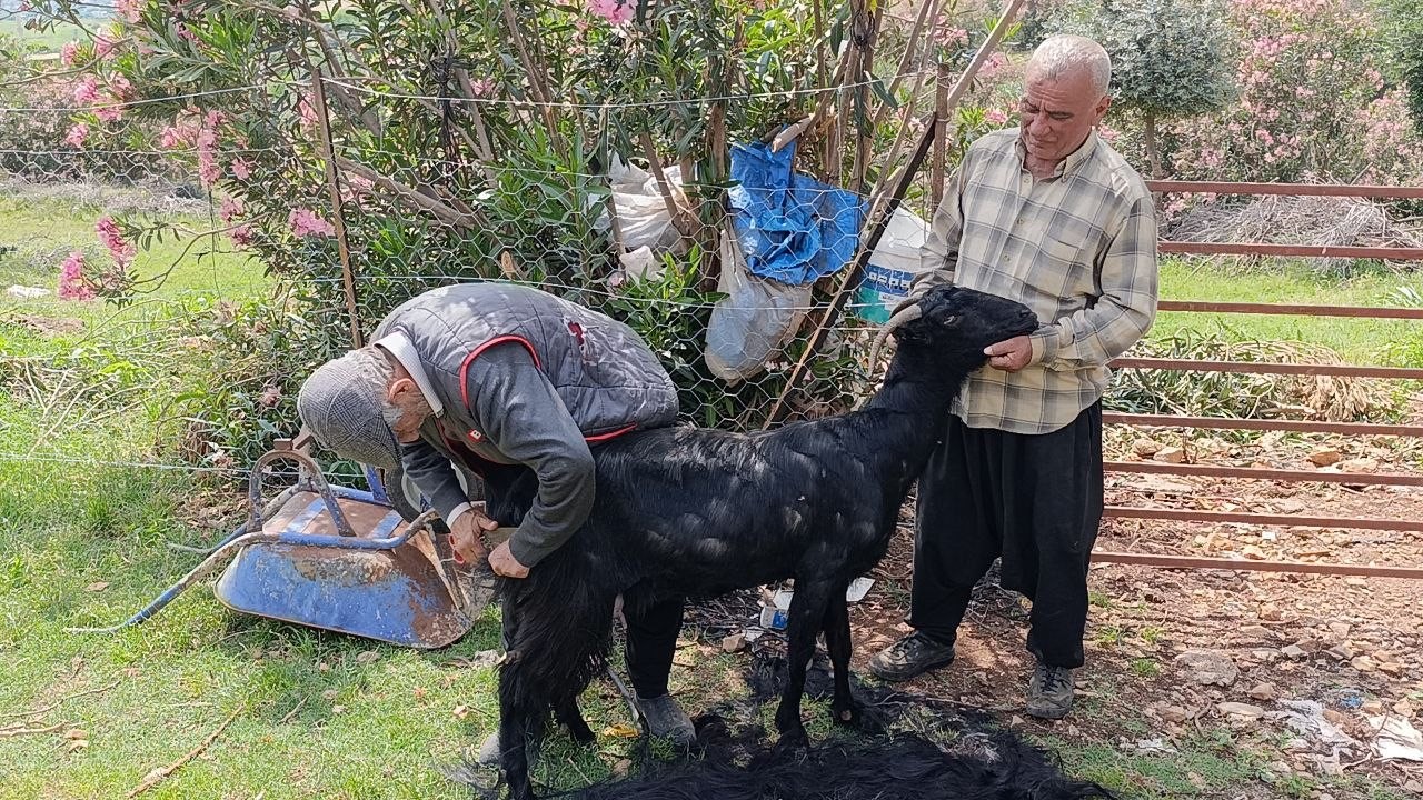 Kozan’da keçilere yaz bakımı