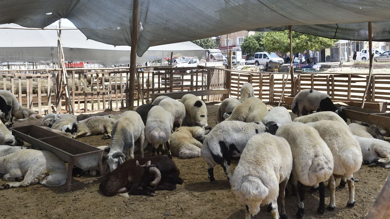 Adana’da ücretsiz kurban kesim noktaları açıklandı
