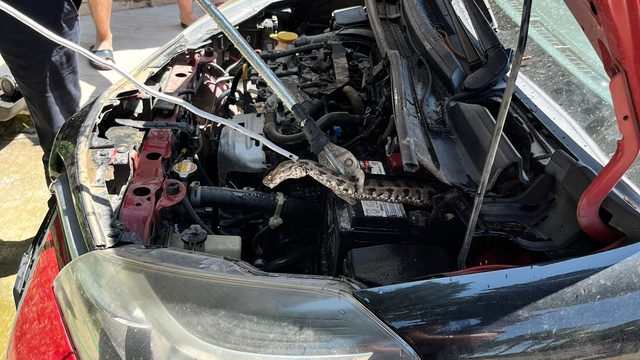 Adana’da otomobilin motor bölümüne giren yılan itfaiye ekiplerince çıkarıldı