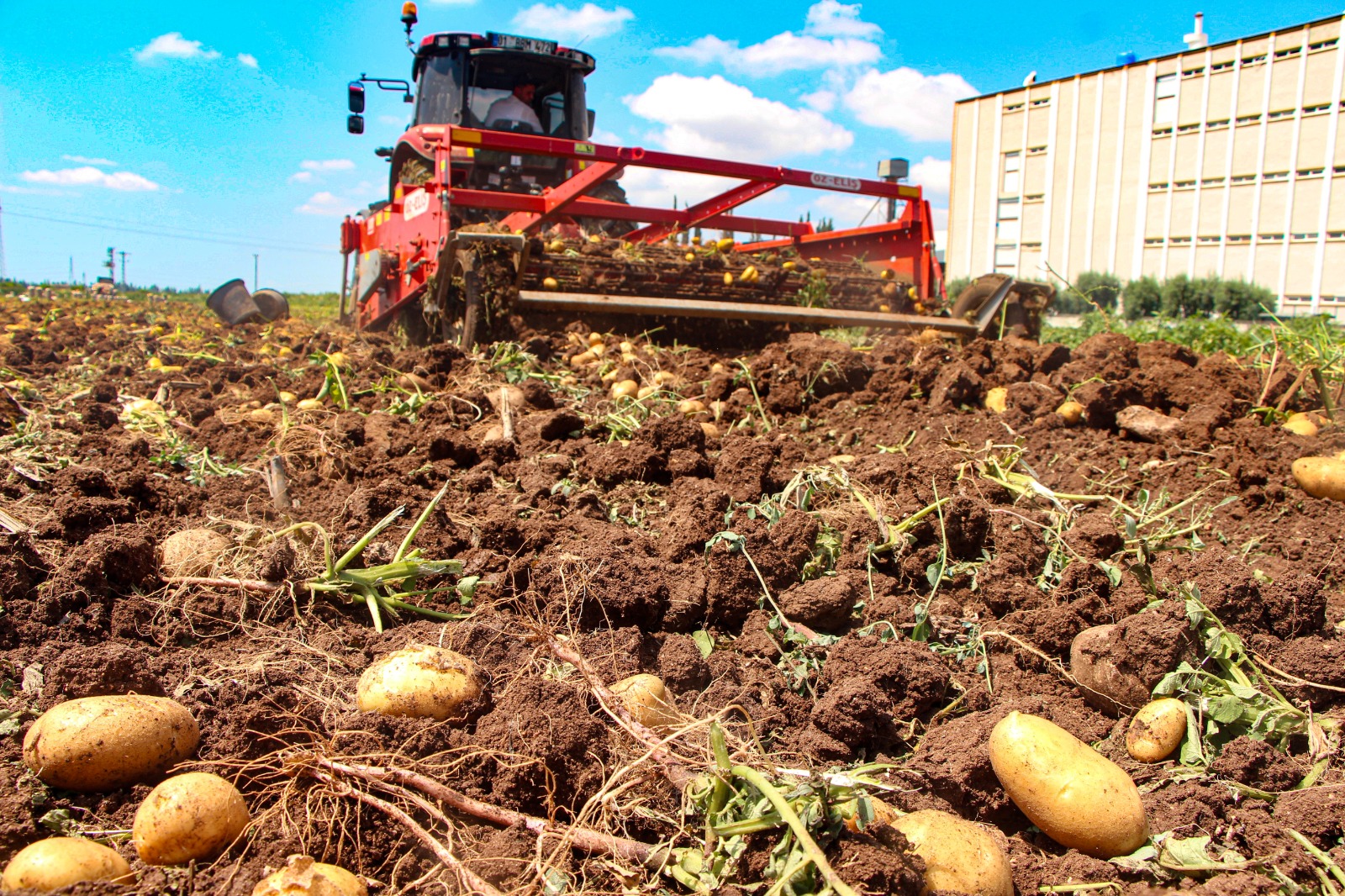 Adana’da patates fiyatı 20 günde düştü