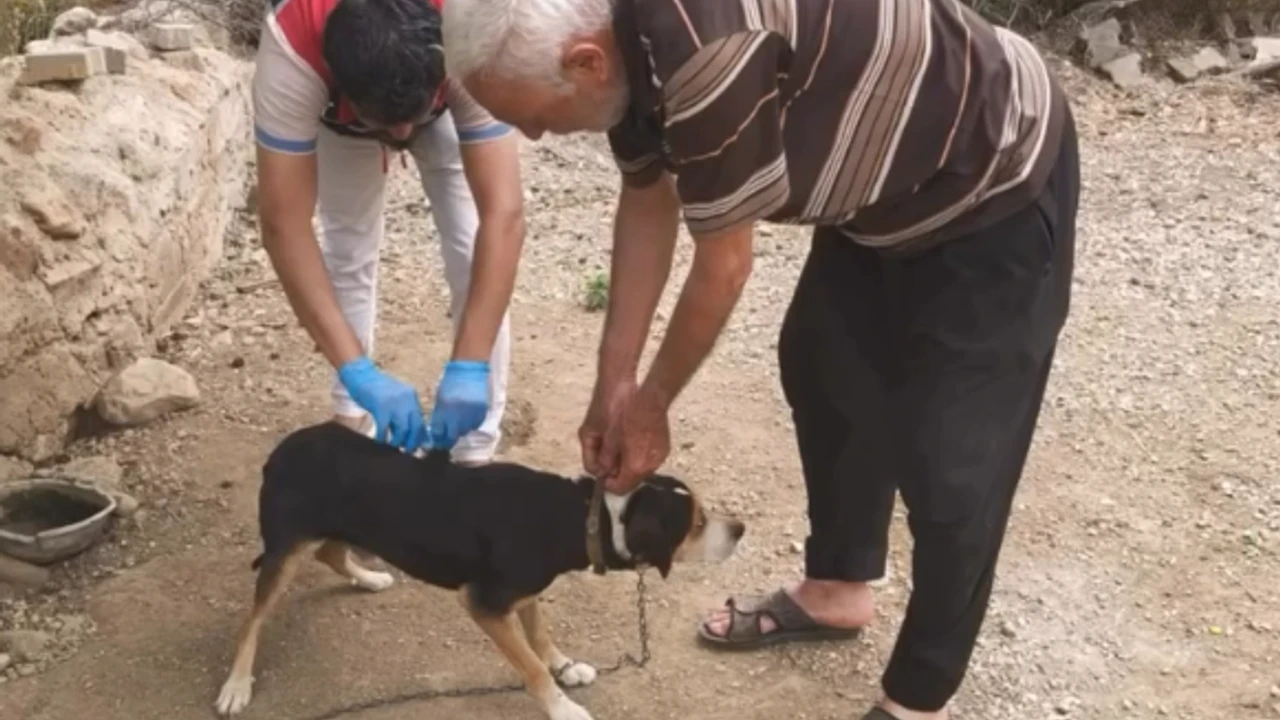 Adana’da sahipli köpekler tek tek kayıt altına alınıyor