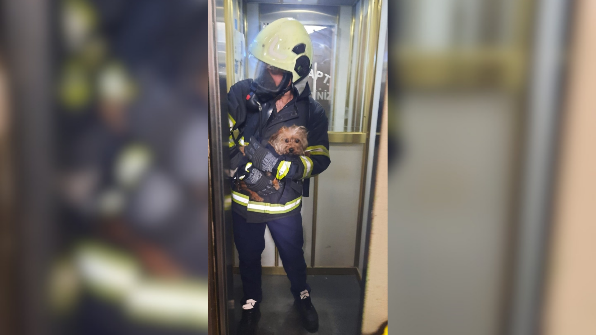 Apartman dairesindeki yangında mahsur kalan köpek kurtarıldı